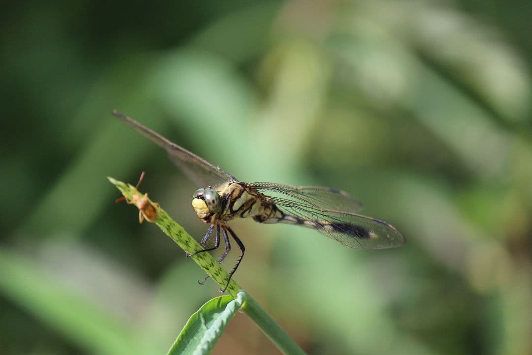 キヤノン EF-S 55-250mm F4-5.6 IS Ⅱ 望遠レンズ