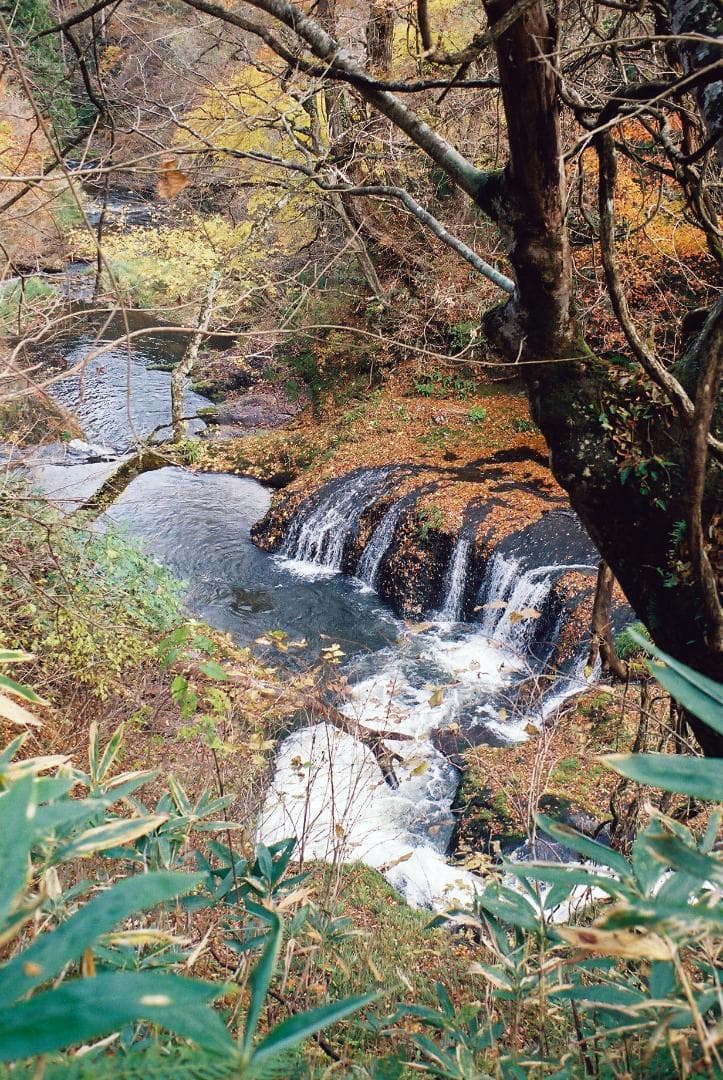 「実写確認整備品」イハゲーEXA／パンカラー50mmf2ゼブラ仕様L37付