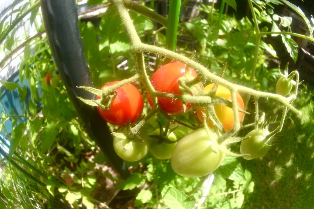 ニコンAF DX FISHEYE NIKKOR 10.5mm F2.8G ED