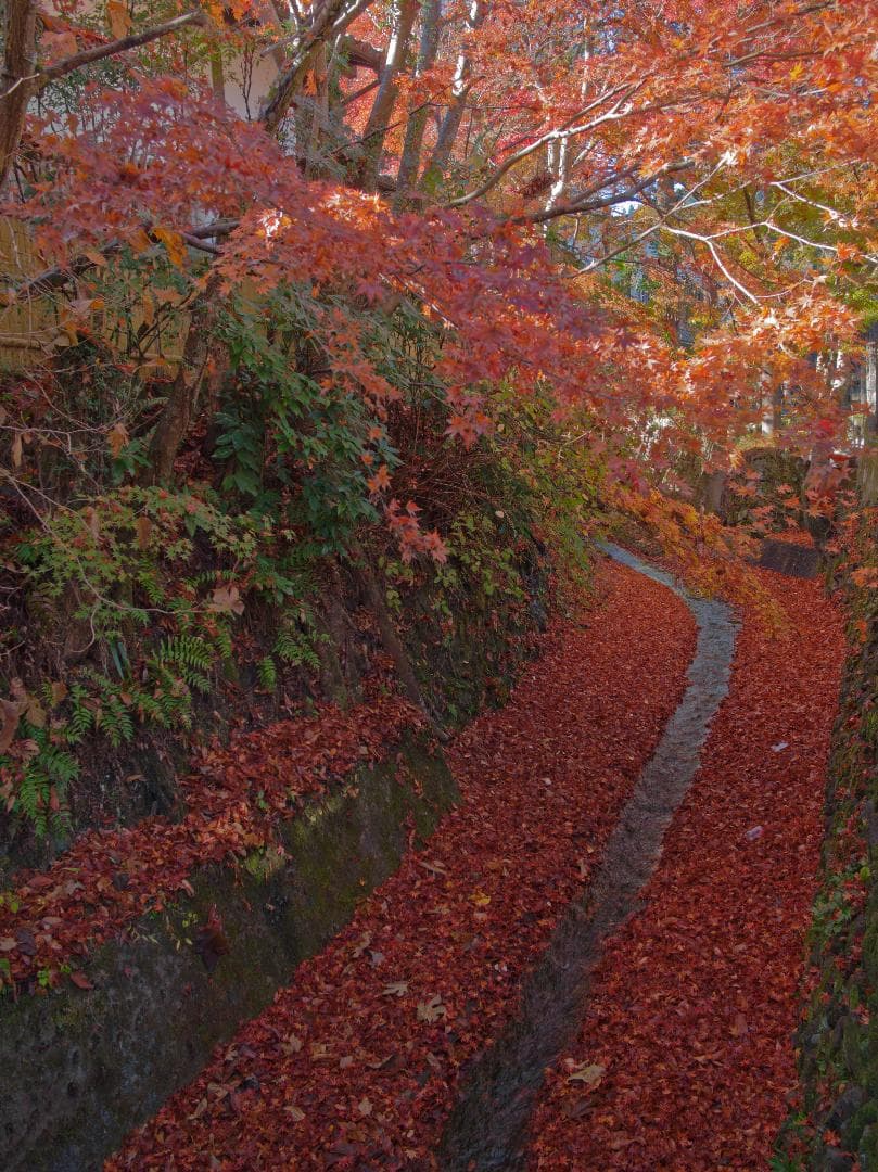 レンズ(単焦点) DJI 15mm F1.7