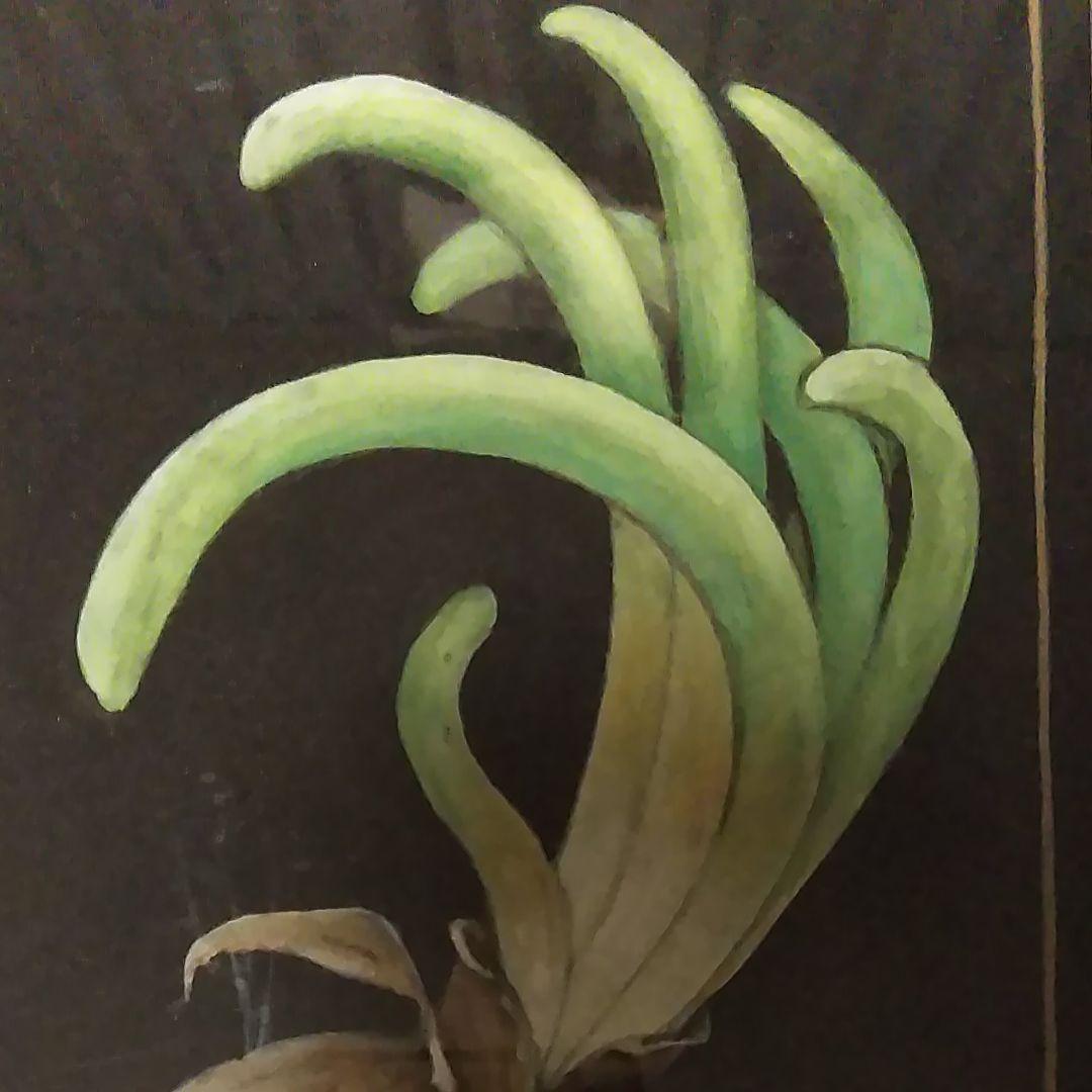 日本画(19)玉ねぎ2