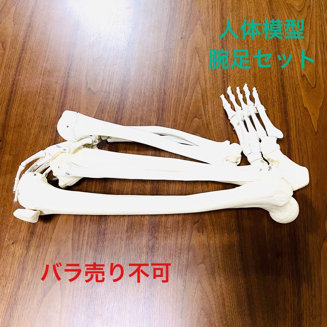 【中古品】人体模型 腕足セット バラ売り不可 内蔵模型 人体模型85cm 男性 GX-201パーツ取り外し可 JK-2994Y : 株式