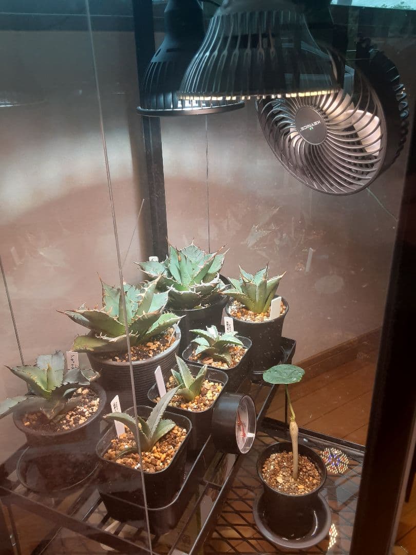 アイアン植物保温、アイアン育成保温BOX棚 レア出品