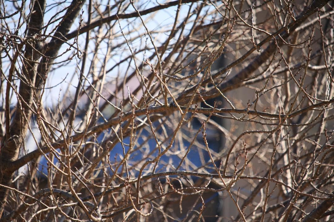 Canon EF-S 55-250mm f4-5.6 IS STM【ジャンク品】