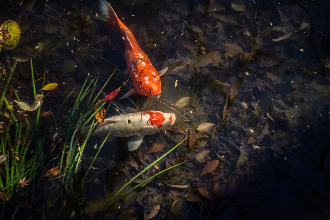 分解清掃済 Helios-44M 58mm f2 2 - メルカリ