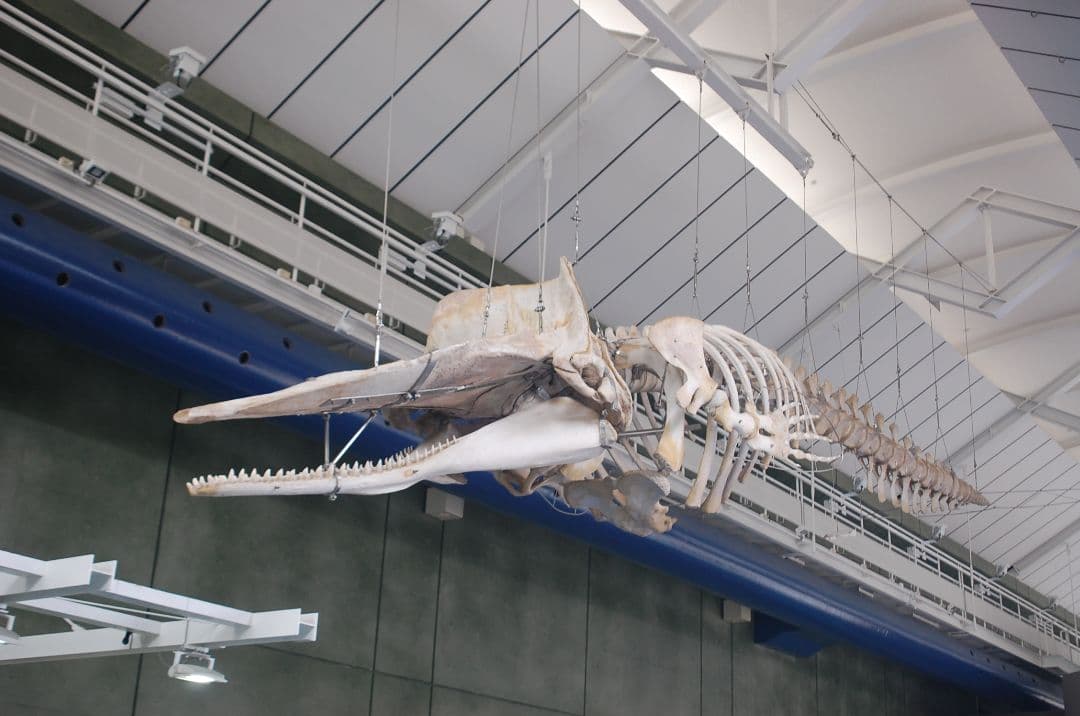 NikonＤ40 レンズ３点テレコン付オールドレンズ SIGMA TOKINA