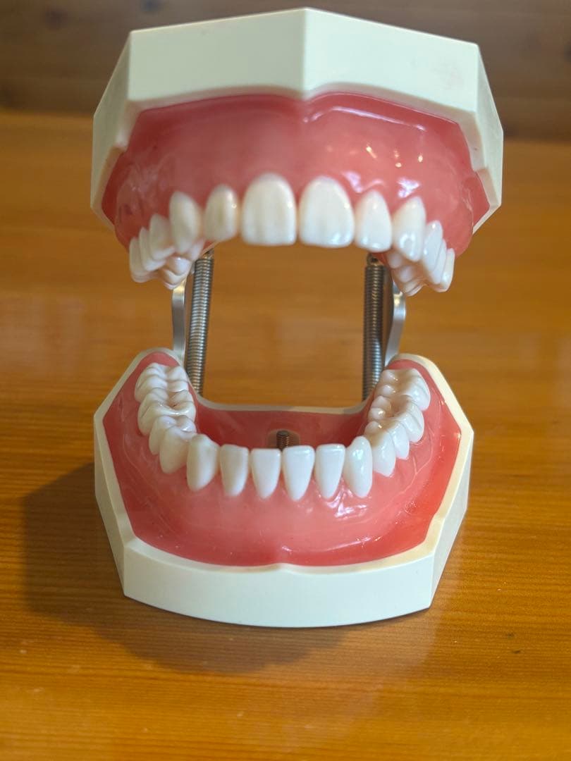 NISSIN ニッシン額模型 歯科用器具 SRP用顎模型 [D16HD-500H(GSF)-MF](咬合器なし)｜株式会社ニッシン