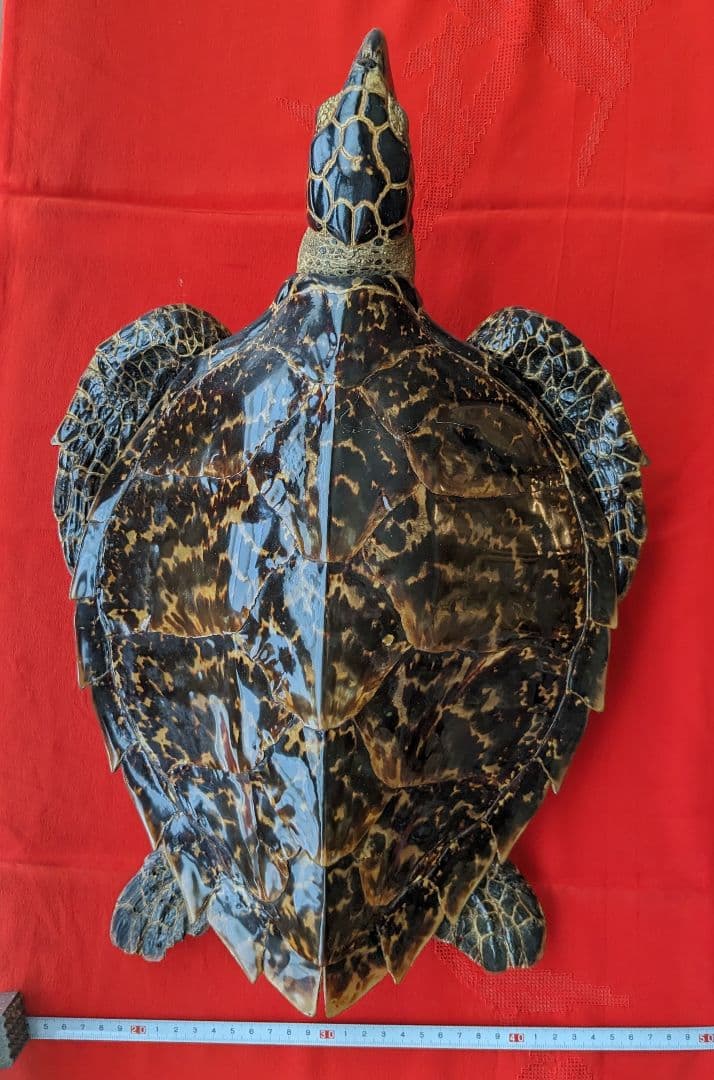 亀剥製（タイマイ) 置物 登録証付き【価格交渉承ります】 - メルカリ