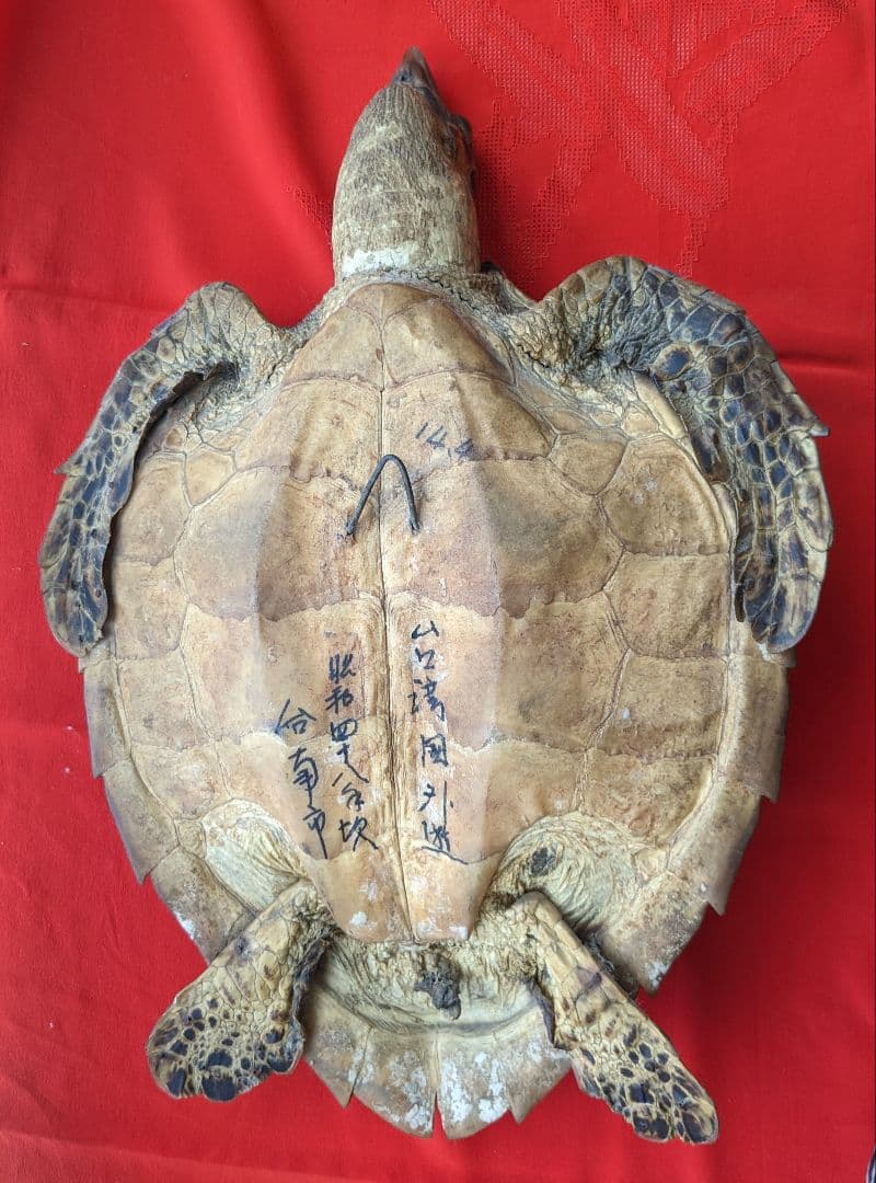 亀剥製（タイマイ) 置物 登録証付き【価格交渉承ります】 - メルカリ