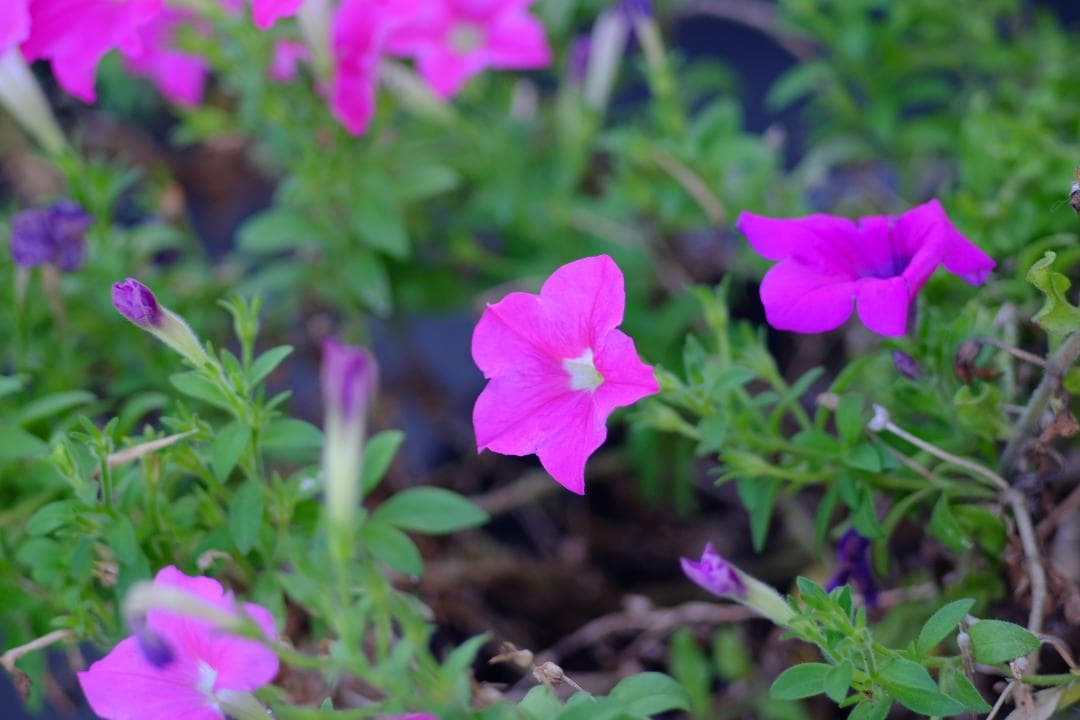 ★人気！超美品★CANON キヤノン NEW FD 100mm F2.8