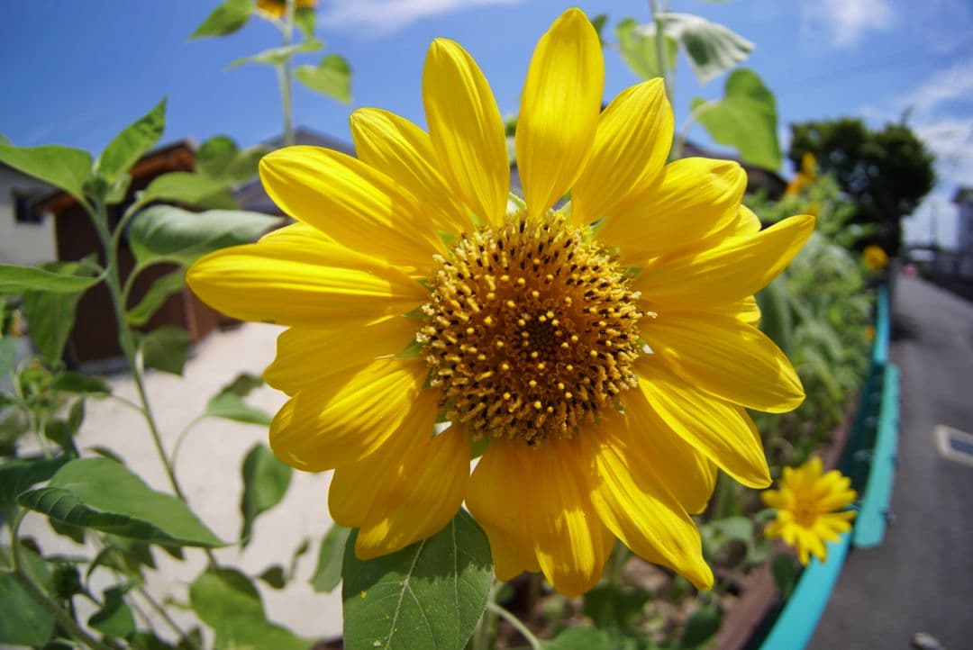 SONY　Eマウント対応の魚眼レンズ！別名【フィッシュアイレンズ】！迫力！！