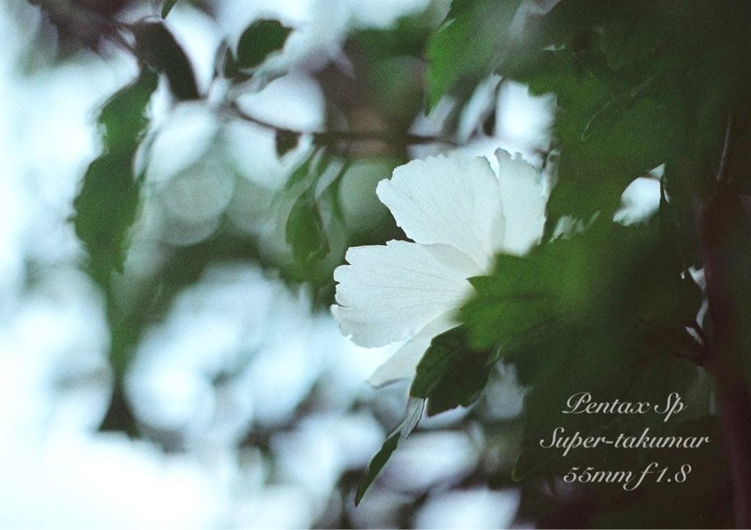 ★ブラウンベージュリザード本革外装★pentax sp ★完動＊美品＊初期保証