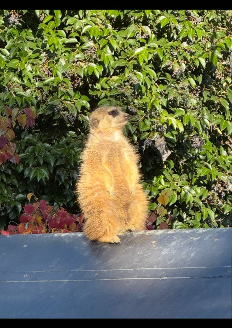 y*n様 【当日発送可】Nikon NIKKOR Z 24-70mm f4S