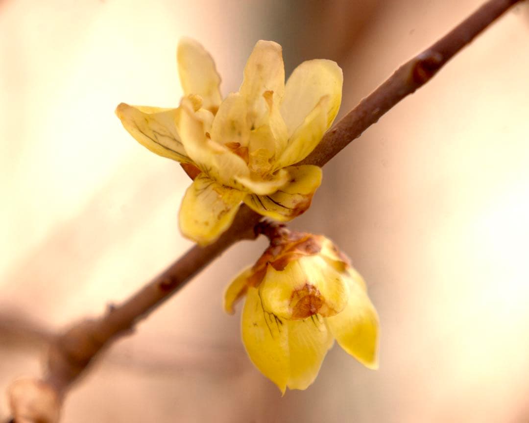 希少❗️業務用レンズFAX-KOWA 1:4.5/112B を改造　日本の興和製