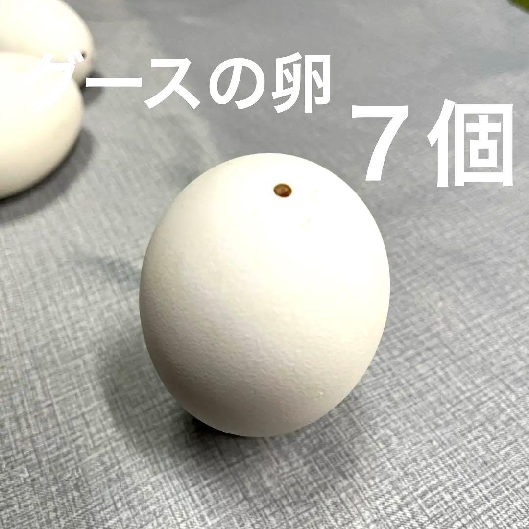 エッグアート材料 グース卵 7個 - メルカリ