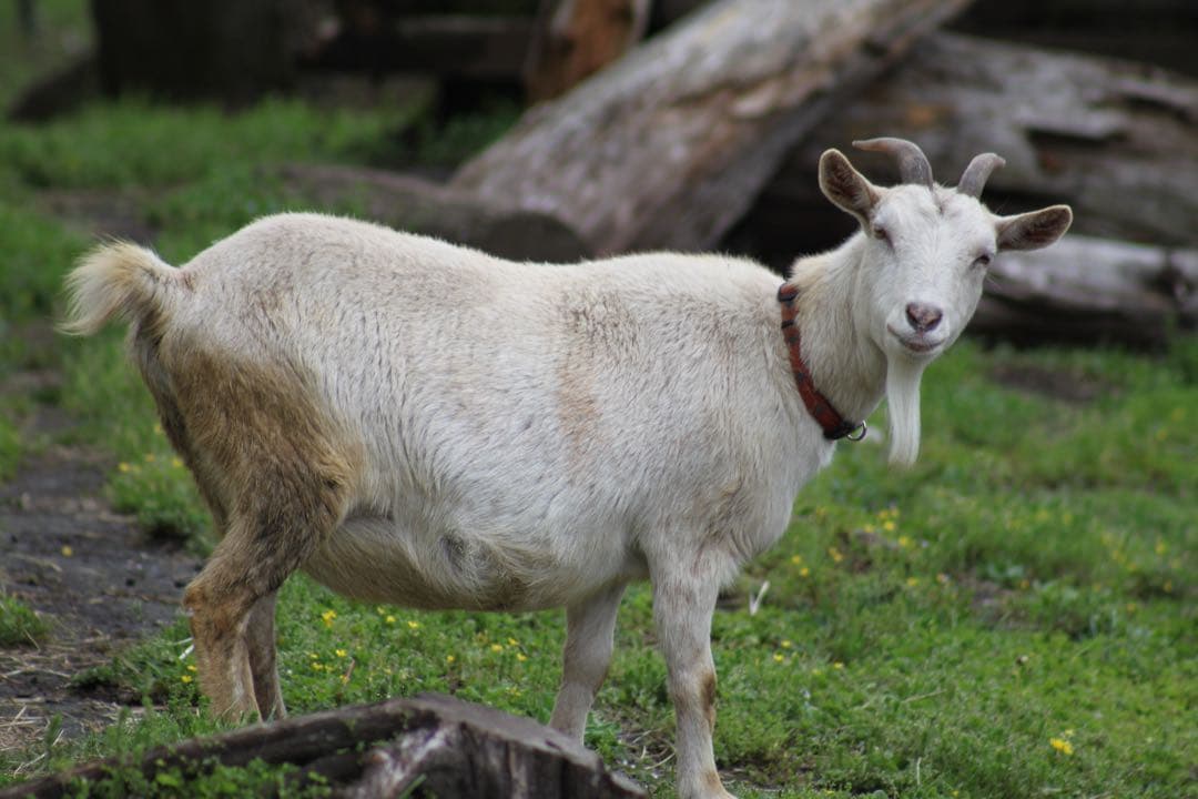 【美品】 Canon EF 75-300mm F4-5.6 III USM