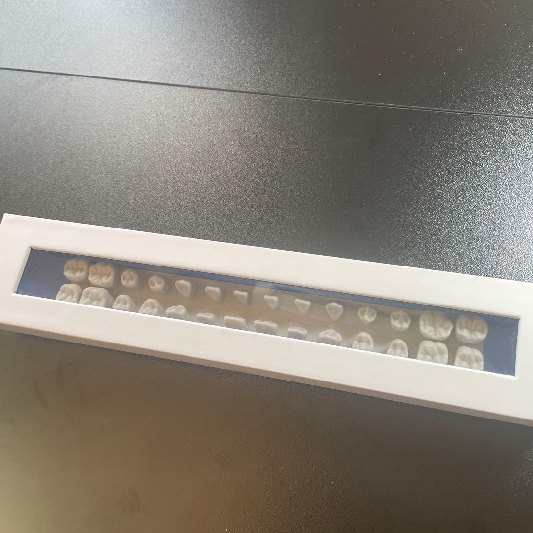 NISSIN 歯冠彫刻用模型/C13- MT.31(28S) - メルカリ