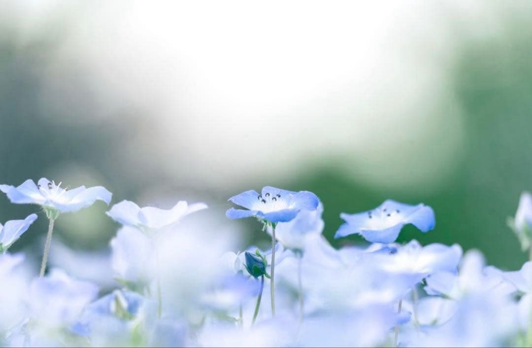 【作例付】SONY Eマウント ズームレンズ 24-240mm F3.5-6.3