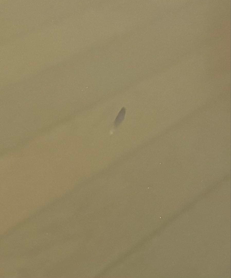 山善 テレビ チューナーレス 液晶 4K 50インチ QRH-50TL4K