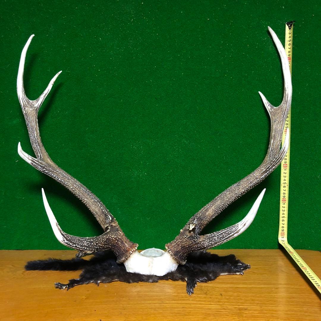 エゾシカ 角 鹿角 トロフィー 蝦夷鹿 鹿の角 - メルカリ