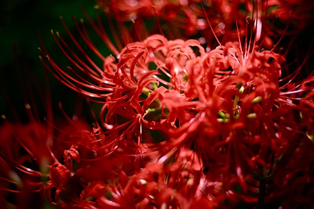 7Artisans 35mm F1.4 Mark II 単焦点レンズ zマウント