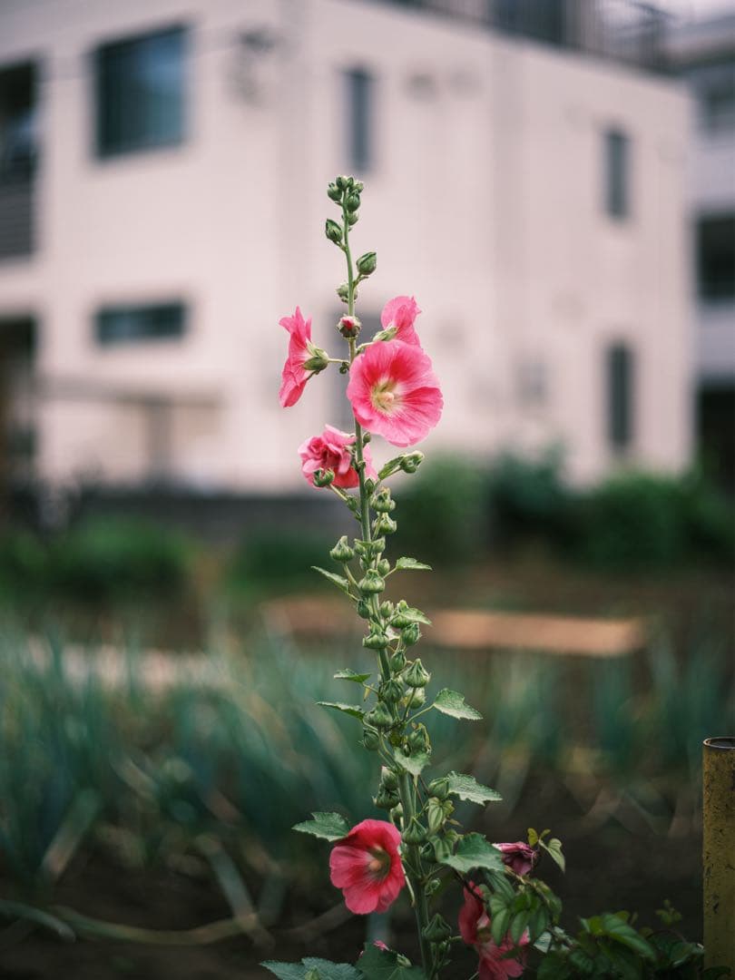レンズ(単焦点) PENTAX FA 77mm F1.8 Limited