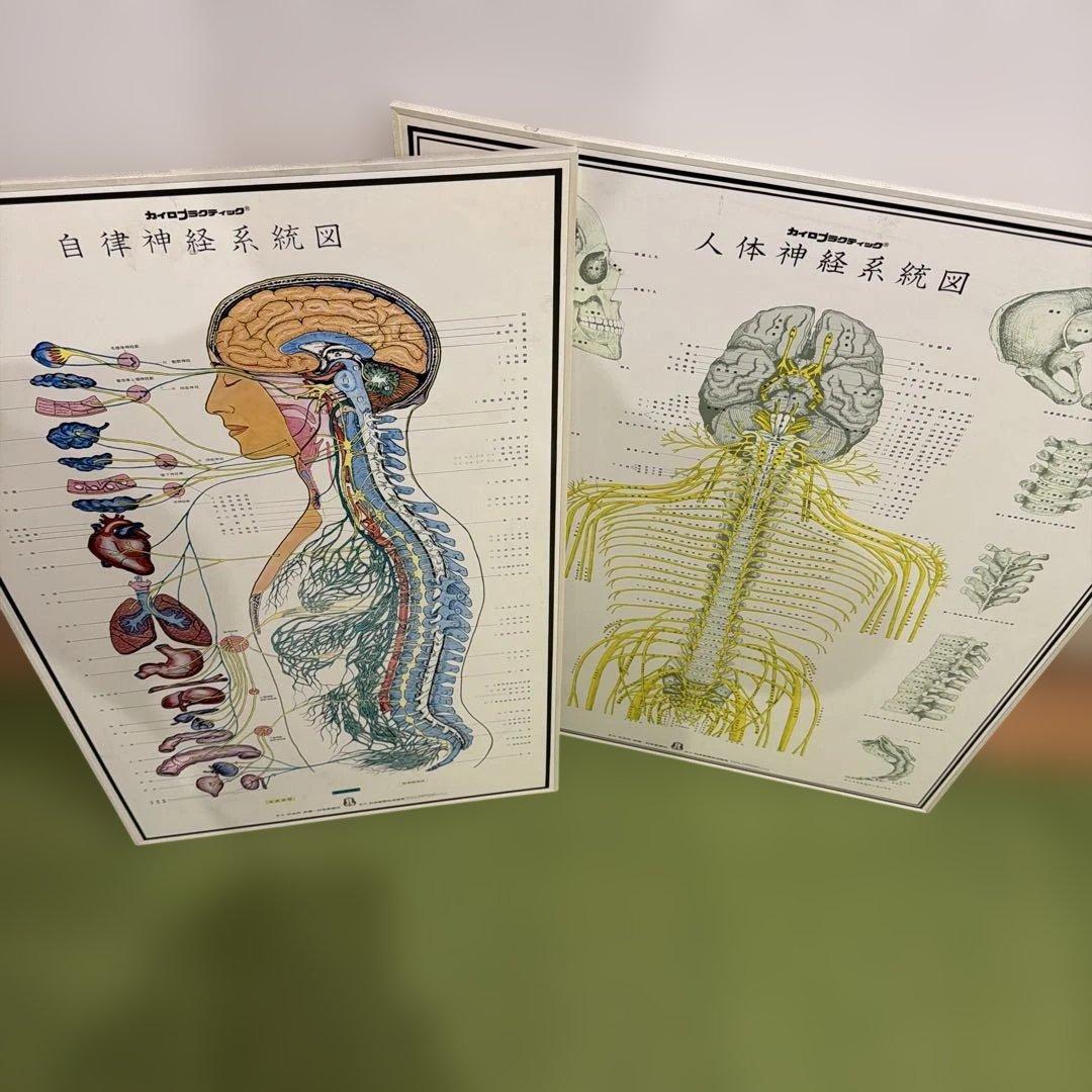 自律神経系図・人体神経系図セット 自律神経系統図 人体神経系統図 セット｜Yahoo!フリマ（旧PayPayフリマ）