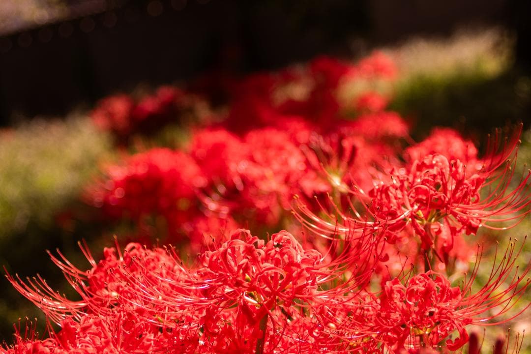 【黒死病修理済】【整備済】PENTAX K-S1（1956枚）