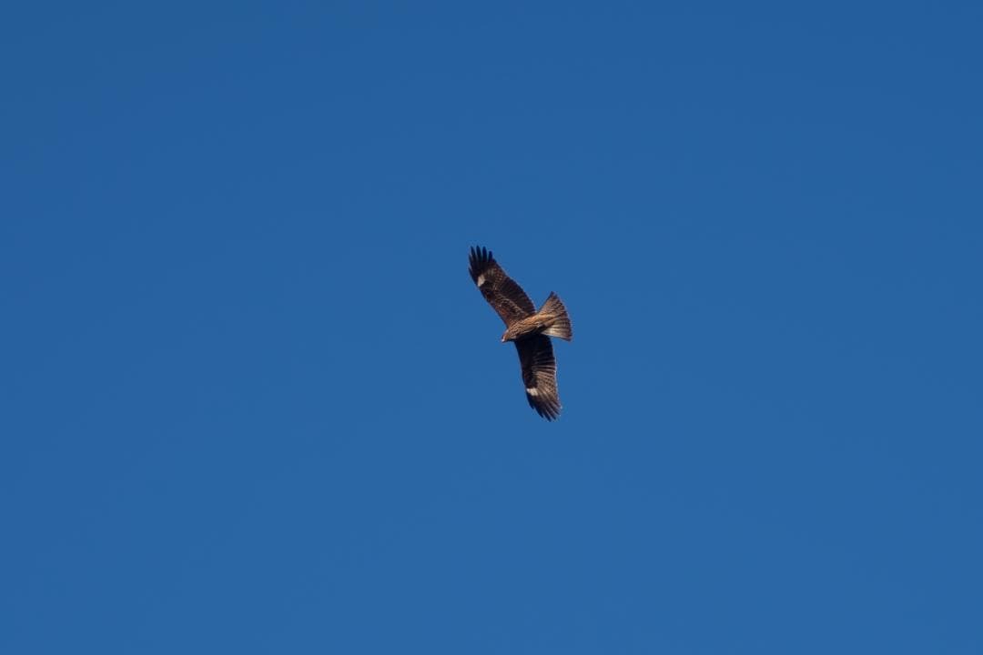 【黒死病修理済】【整備済】PENTAX K-S1（1956枚）