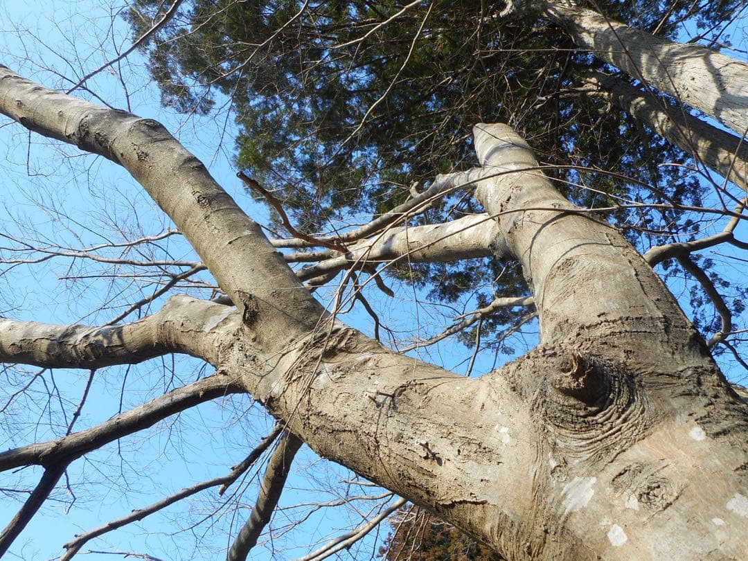 【美品】Nikon coolpix S3700 ニコン　デジカメ　SDカード付