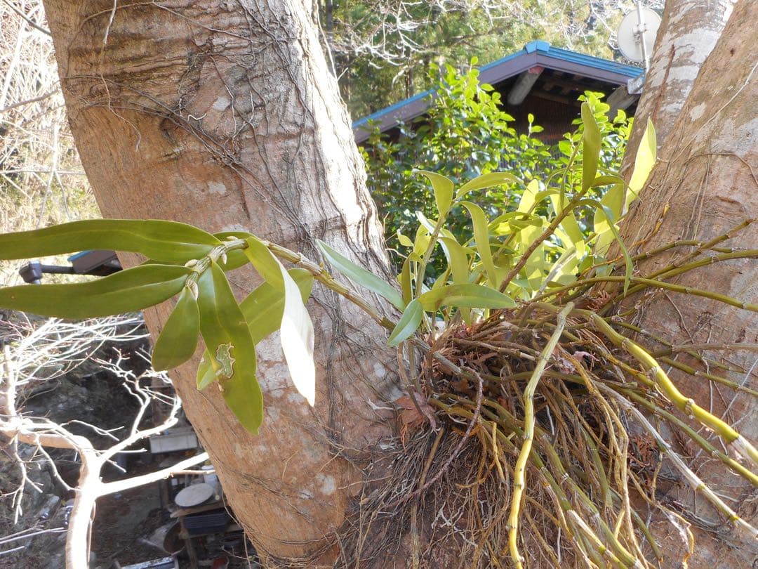 【美品】Nikon coolpix S3700 ニコン　デジカメ　SDカード付