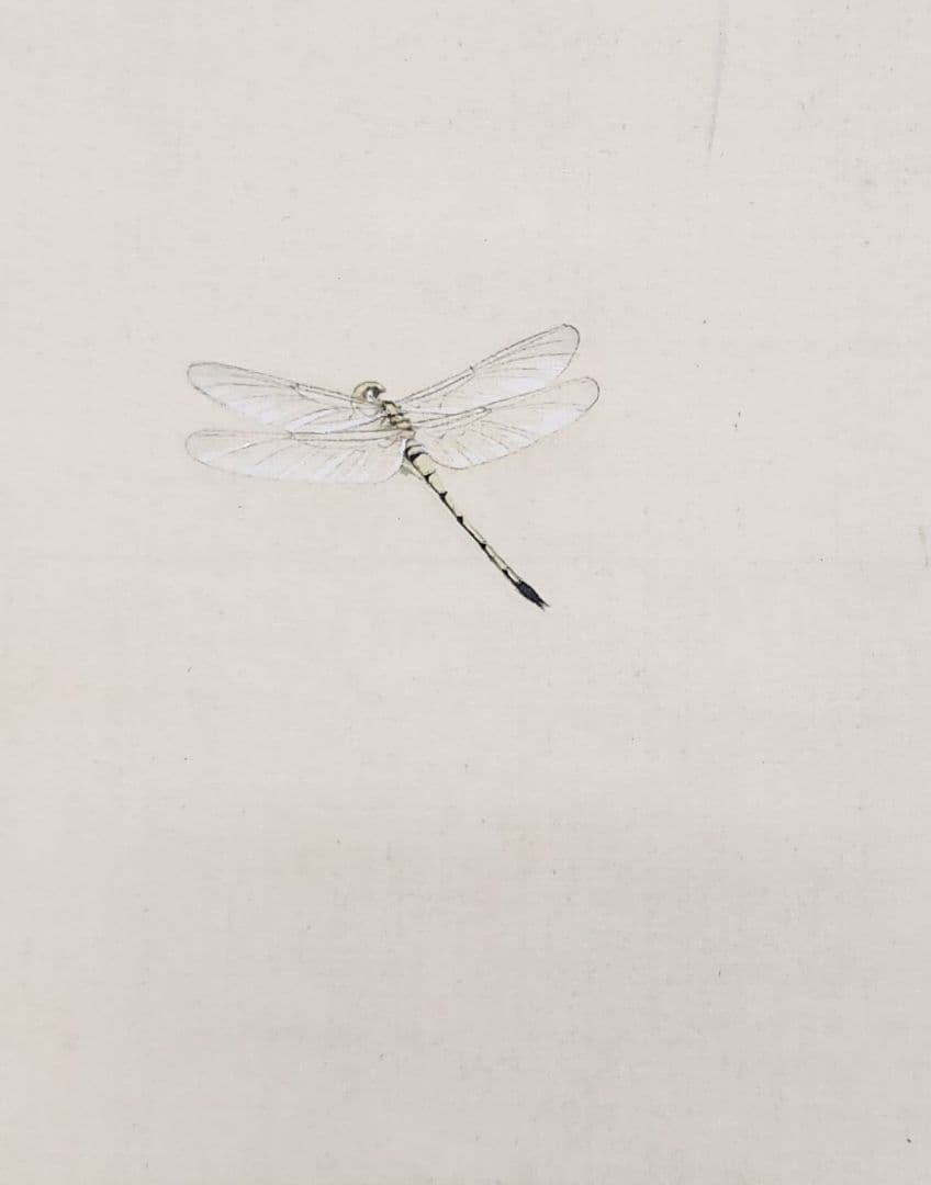 【花菖蒲にトンボ図】井上達雄 通世 2632 トンボ 掛け軸　肉筆