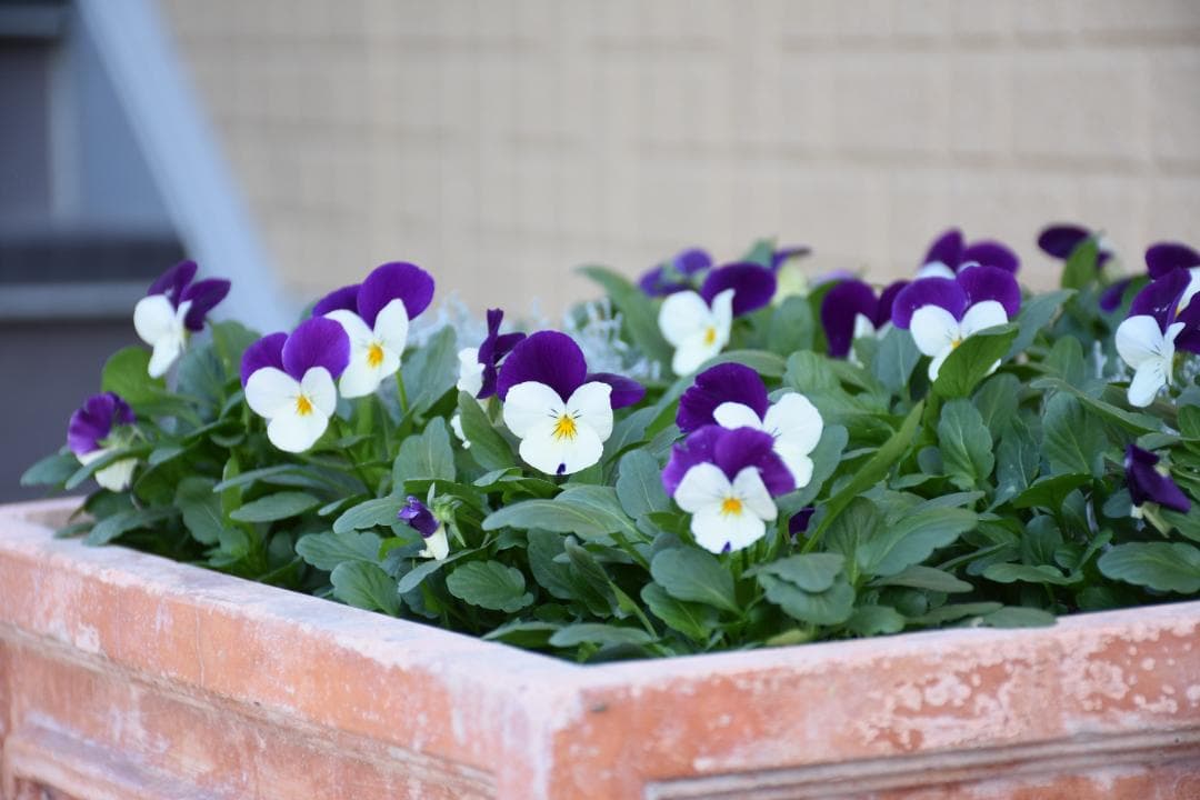 【作例あり】風景から人物をこれ1本♪Nikon AF-S 18-140mm VR