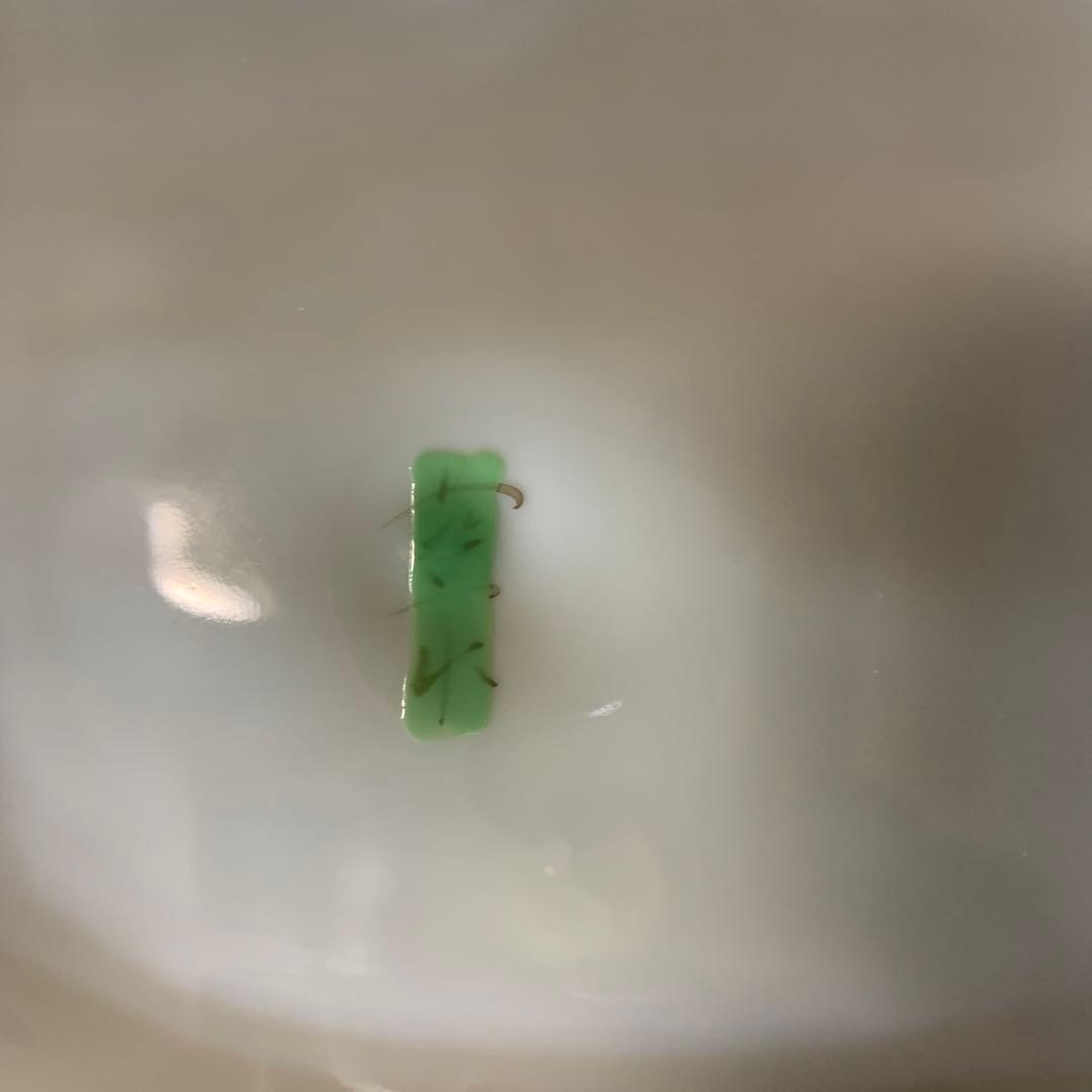 波佐見焼 藍水窯 藤川法男 角皿 長崎県