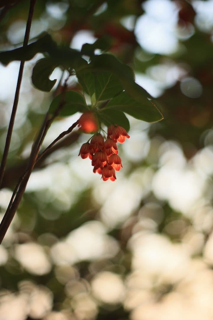 《希少》RICOH XR RIKENON 50mm F1.7 初期型 【良品】