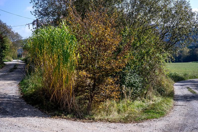 10 初期型 ジュピター 8 2/50 L39 メタル製フード、フィルター付