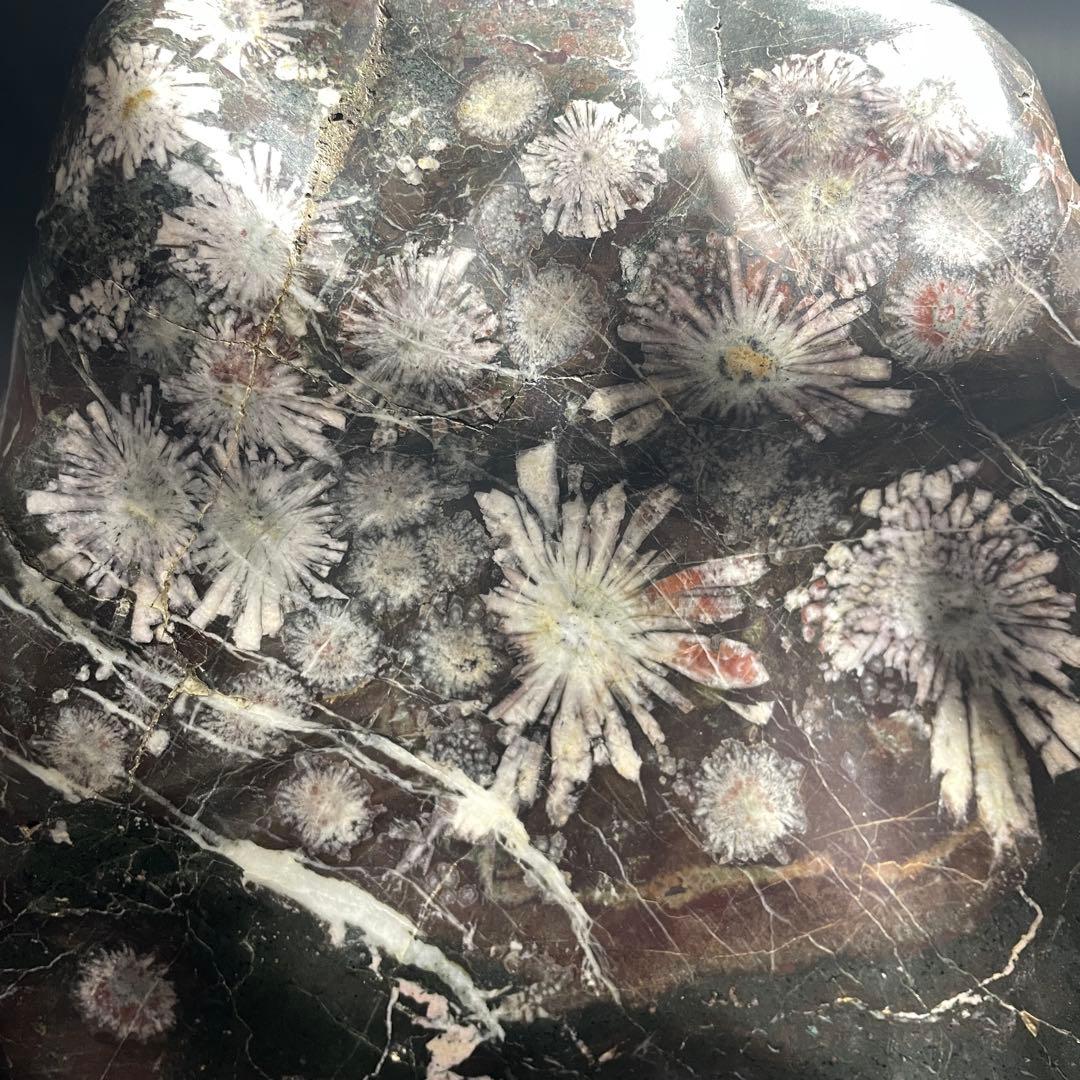 最高峰 根尾谷 菊花石 重量 10.77kg 特大 台座 鑑賞石 盆石 水石 白