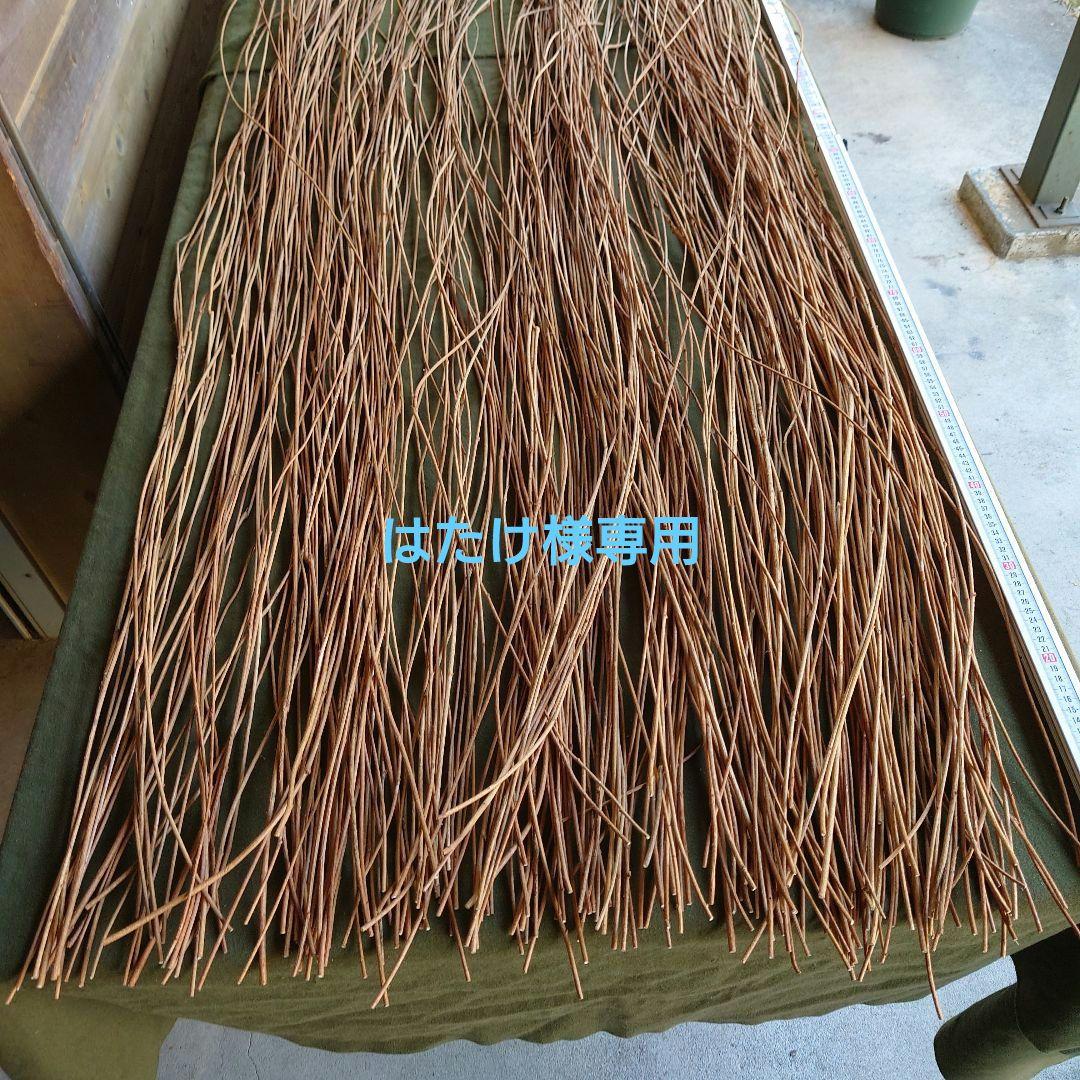 アケビの蔓(根蔓ランナー）