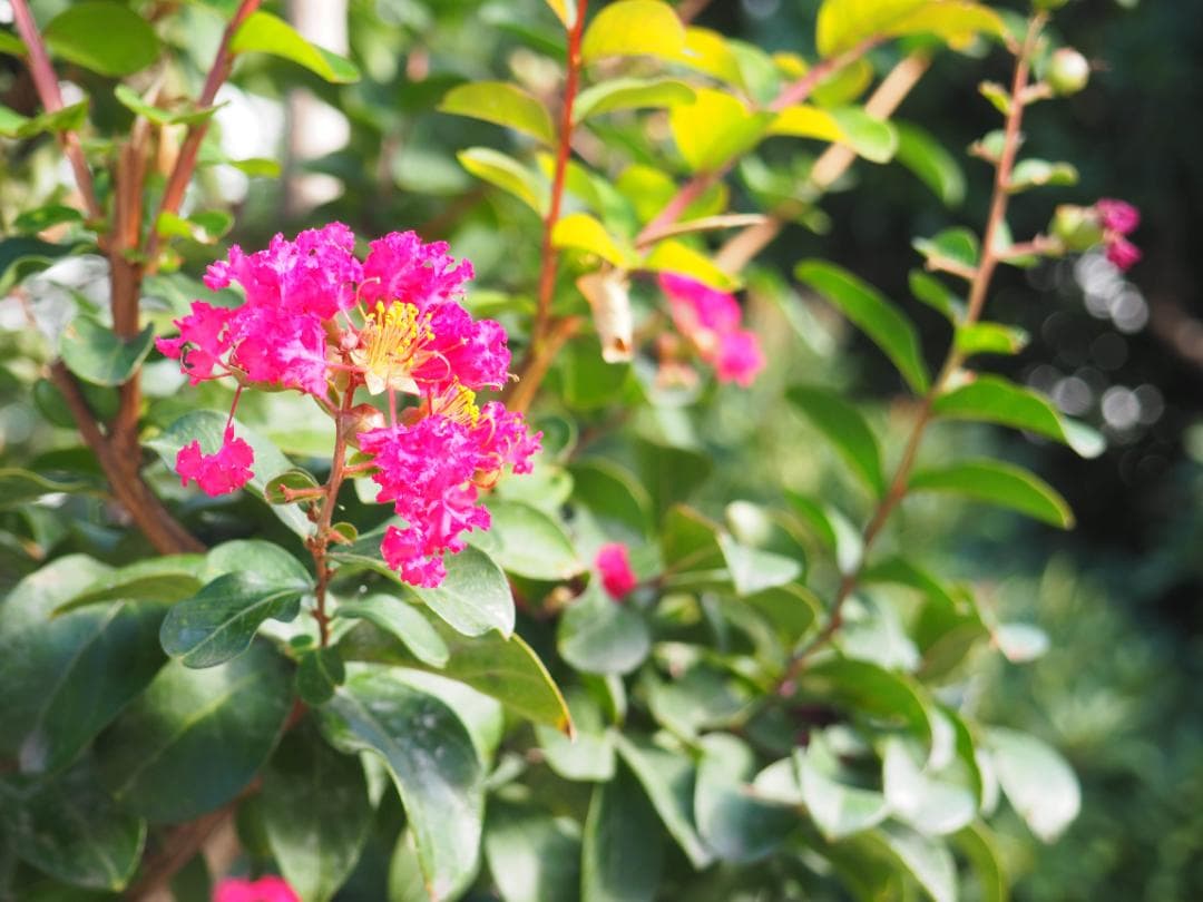 OLYMPUS PEN E-PL9 レンズキット スマホ転送OK