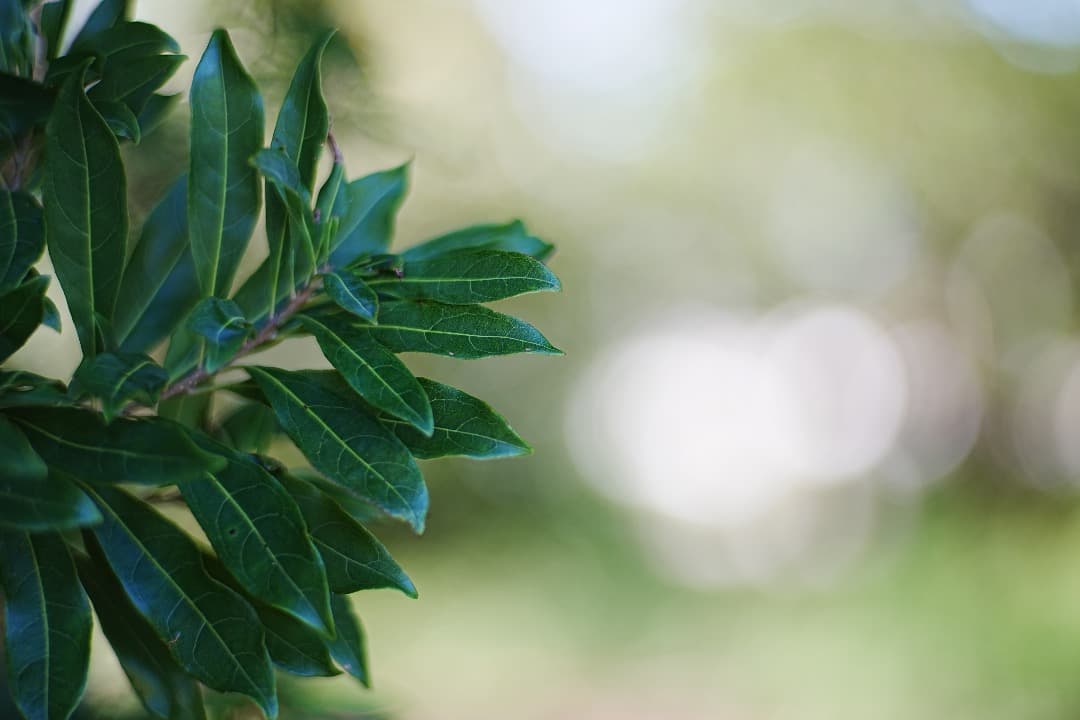 レンズ(単焦点) Carl Zeiss Planar 85mm F1.4 AEG 432