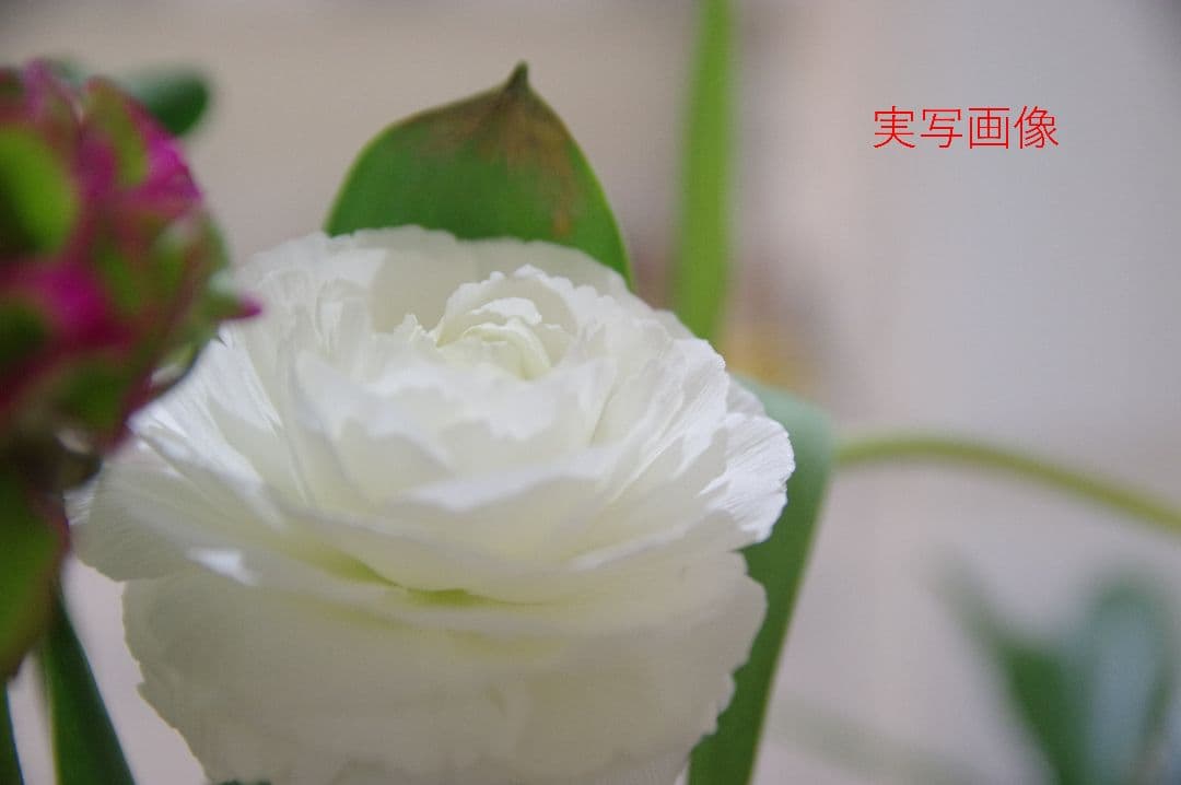 SIGMA 17-50mm F2.8 EX DC HSM ペンタックスKマウント