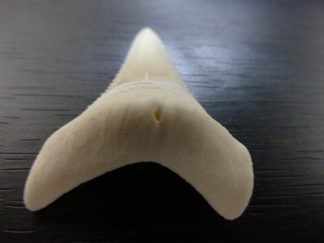 ホホジロザメ（Carcharodon carcharias）の歯 41.3mm