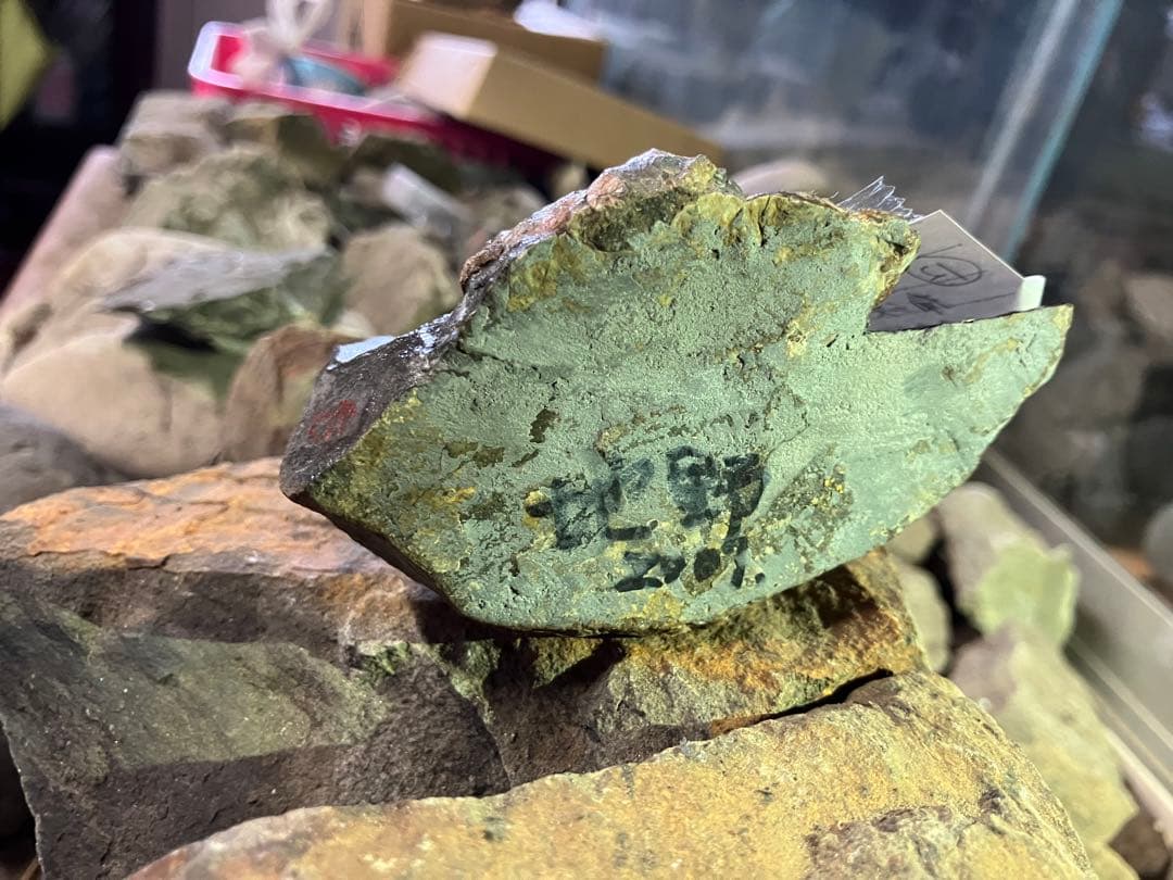 化石 かに 南淡町灘地野 - メルカリ