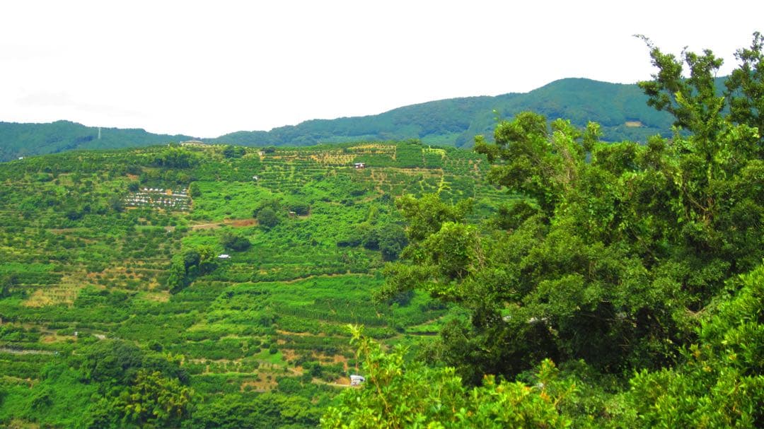 【RAKUDOさん専用】Canon IXY 210F ピンク バッテリー