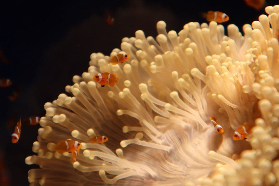 新品級！Canon Kiss M2 ホワイト Wi-Fi搭載 標準レンズセット