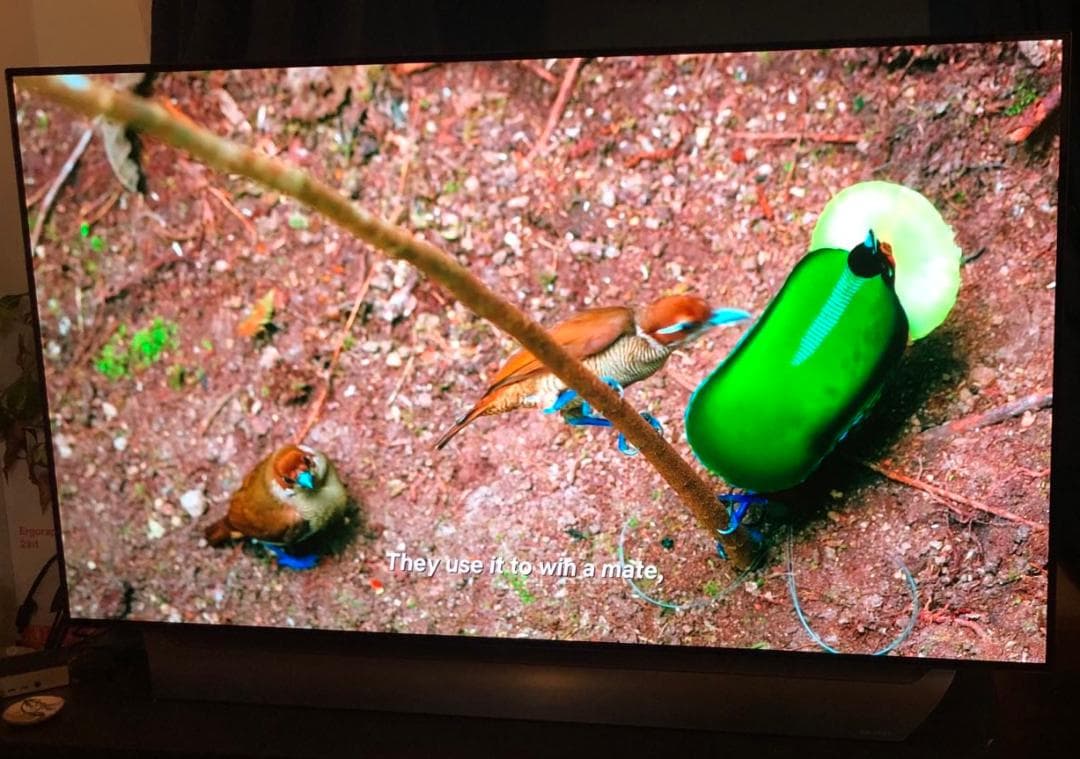 美品 LG 有機ELテレビ 55インチ 4K OLED55C8PJA