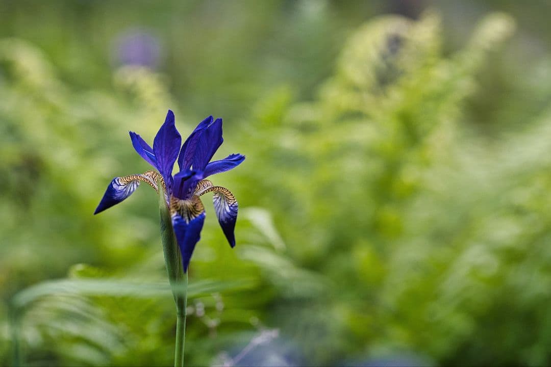 銘玉 TAMRON SP 90mm F2.5 マクロ 52BB