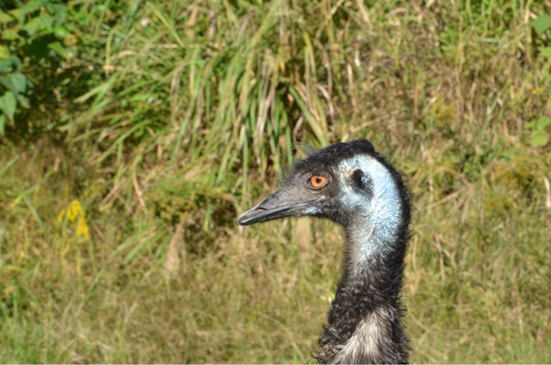 【訳あり】Nikon D7000 18-105 VR キット ニコン 一眼