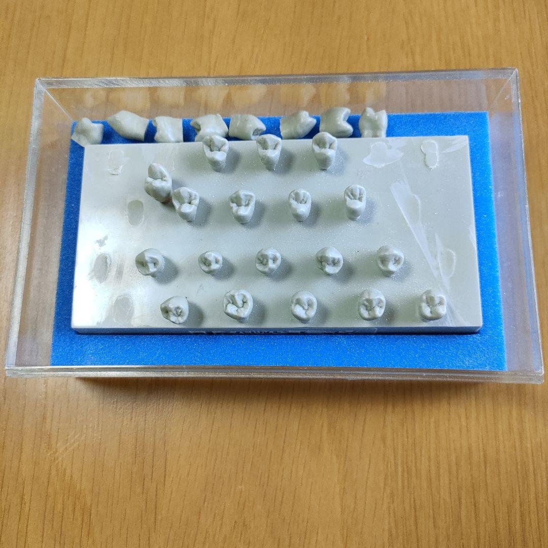 大阪セラミックトレーニングセンター エポキシ歯牙模型 歯科技工 歯型