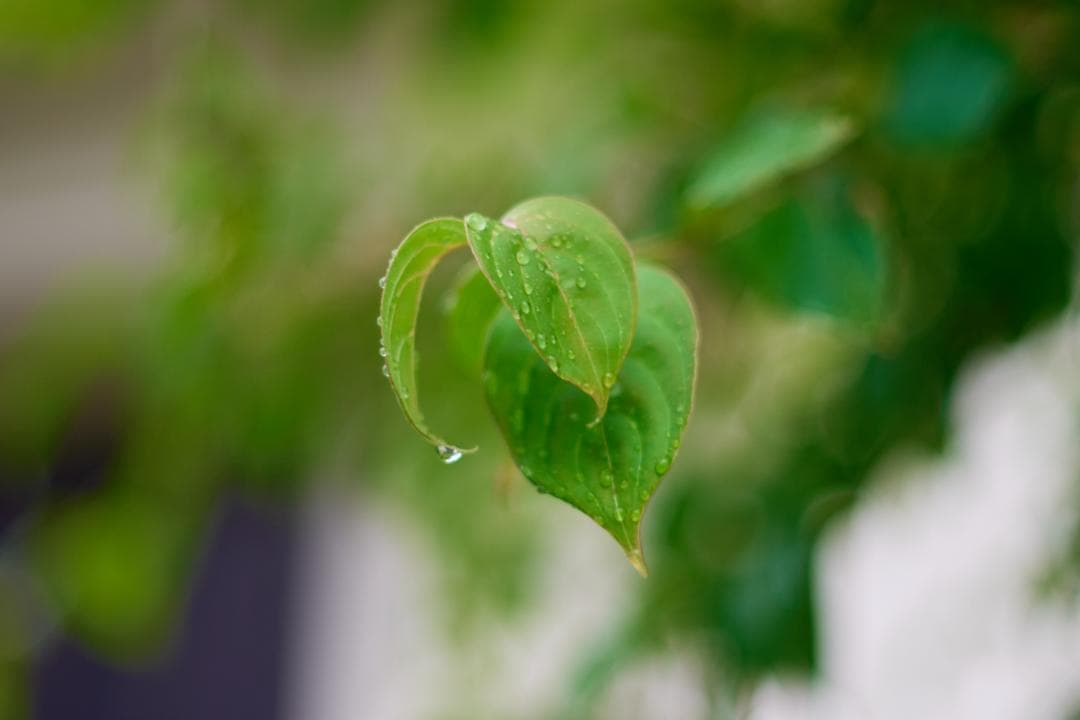 綺麗 Nikon F 初期型 NIKKOR-S AUTO 50mm F1.4